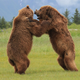 Illustration for article titled Please Enjoy This Gallery Of Amazing Bear Photos